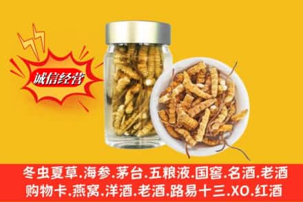 石河子市胡杨河回收散虫草